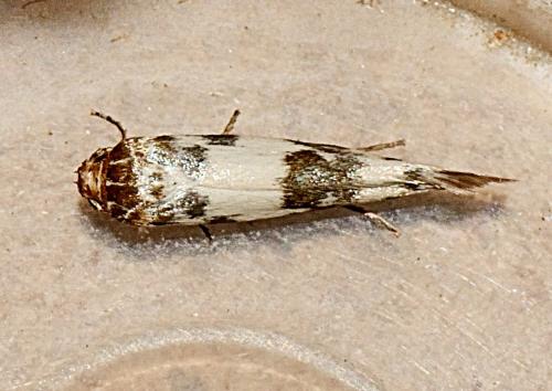 Réf. 302 703 : Enolmis acanthella